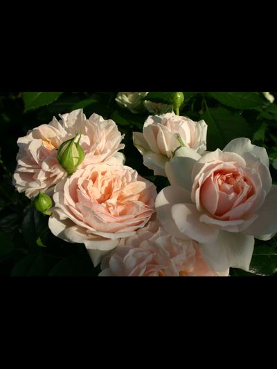 Гарден оф Роузес (Garden of Roses)