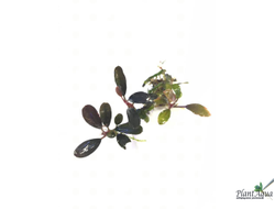 Буцефаландра Kedagang round