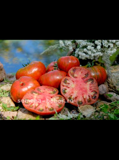 Томат Siegel's Dark Stripes (Темные Полосы Сигеля), 10 шт