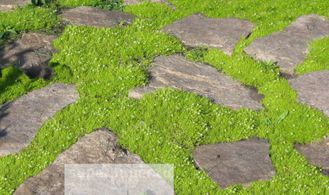 МШАНКА ШИЛОВИДНАЯ &quot;LIME MOSS&quot;, ЗКС