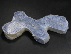 Коралл голубой Акори, Австралия (94*45*12 мм, 46 г) №37711