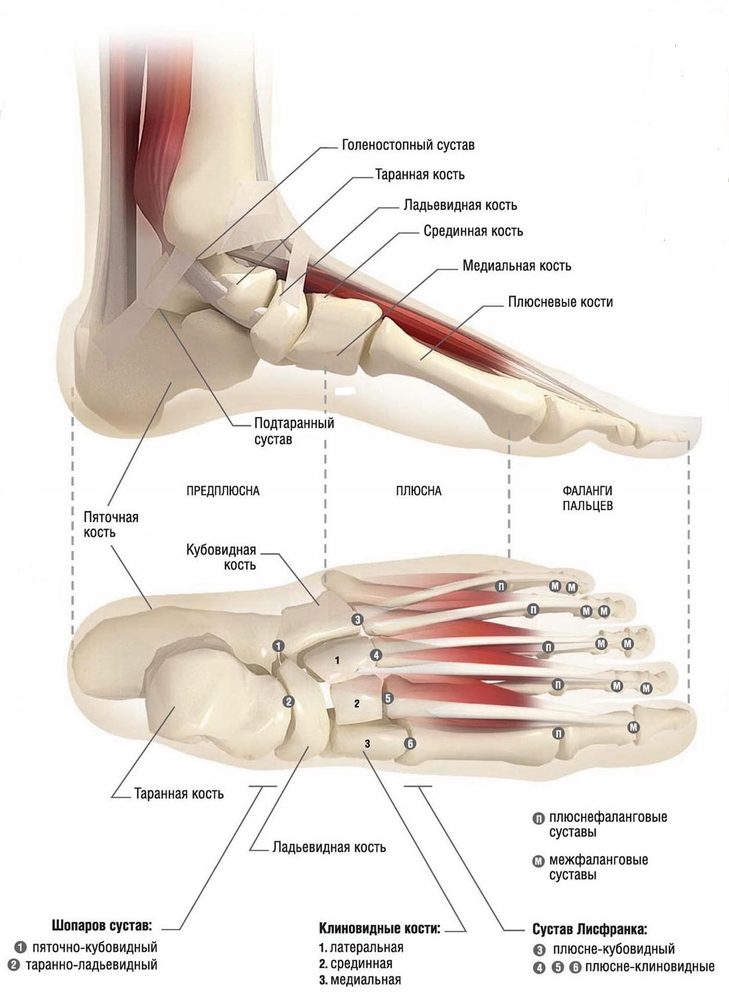 Связочный аппарат стопы. Кость стопы анатомия. Стопа анатомия строение. Анатомическое строение стопы. Строение костей ступни.