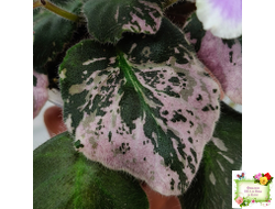 Mac's Jubilant Jamboree (G.McDonald) (Макс Джубилэнт Джэмбори)