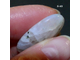 Лунный камень натуральный (кабошон) №3-43: 21,2к - 27*18*5мм