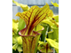 Sarracenia Flava var. Ornata