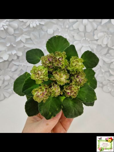 Allegro Pink Pistachio (J.Stromborg) (10765) 06/25/2015