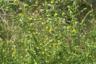 Девясил душистый (Inula graveolens) корни, Болгария, 1 г - 100% натуральное эфирное масло