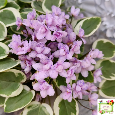 Жемчужный Восторг (Д. Глушакова) листовая химера (пасынок сорт посажен 20.10.25)