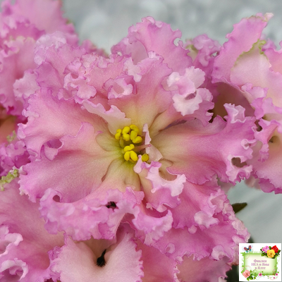 РМ-Саломея (Н. Скорнякова) 2019 г.