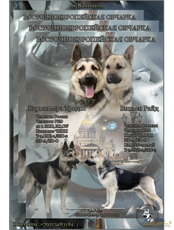 Щенки Барвиттера Тродос Х Вивьен Райд