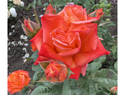 Золотая осень .Клименко