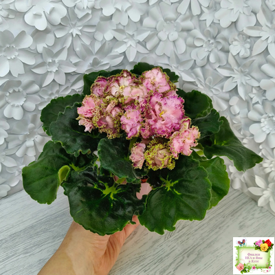 ЛЕ-Медуница (Е. Лебецкая) 2020 г.