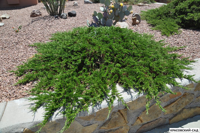 Можжевельник казацкий Тамарисцифолиа - Tamariscifolia