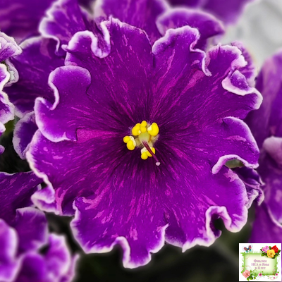 АВ-Просто Космос (Фиалковод) 2019 г.