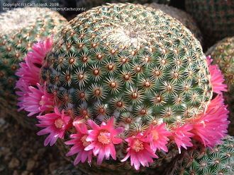 Mammillaria huitzilopochtli FO 13- 5 семян