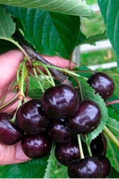 Вишня  Антрацитовая