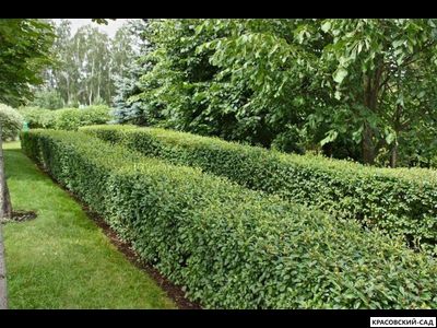 Живая изгородь из Кизильника блестящего