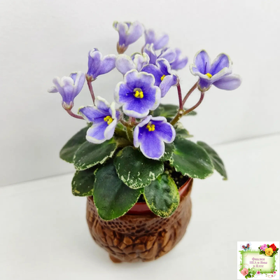 Н-Лесной Родник (Н. Бердникова) 2015 (детка-стартер)