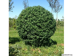 Топиар Боярышник однопестичный в форме шара