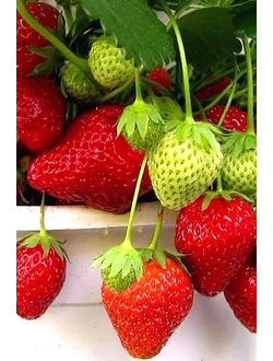 ремонтантная Московский Деликатес