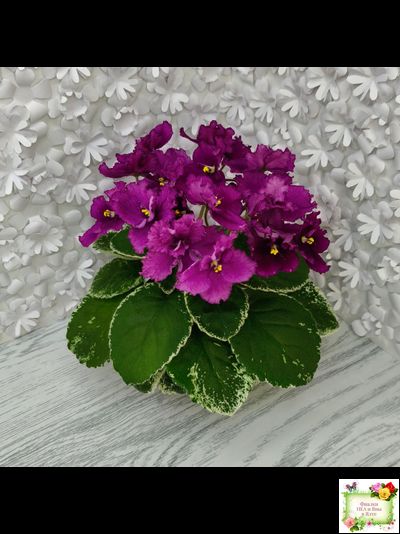 ЛЕ-Адреналин (Е. Лебецкая) 2020 г.