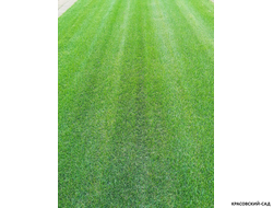 Рулонный газон Классика для дачи