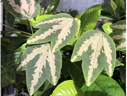 Passiflora trifasciata / пассифлора трехполосная