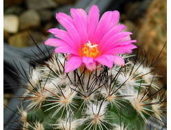 Gymnocactus (Гимнокактус)