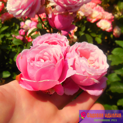 Дитер Мюллер (Dieter Muller)