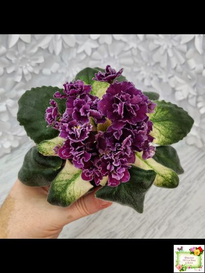 ЛЕ-Глинтвейн (Е. Лебецкая) 2019 г.