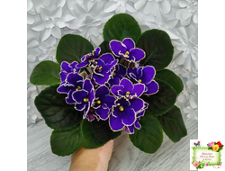 ЛЕ-Прекрасная Креолка (Е. Лебецкая) 2009 г