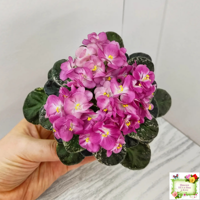 ML-Мама Ирочка (Miniviolets Lux) 2023 г.