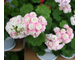 April Snow - пеларгония розебудная (розоцветная) - описание сорта, фото - купить черенки в Перми