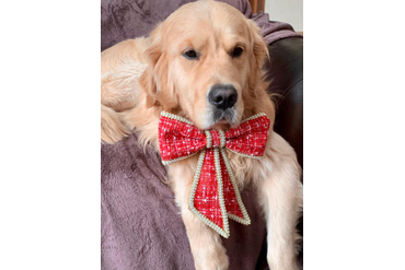 Арчи / РЗ Ленар Самур / , 4 года, с зеленой ленточкой