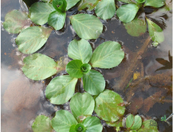 Пистия плавающая