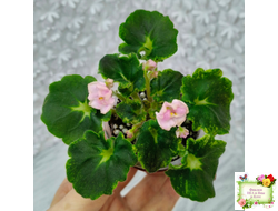 LV-Прелесть (Л. Шевелева) сеянец (стартер)