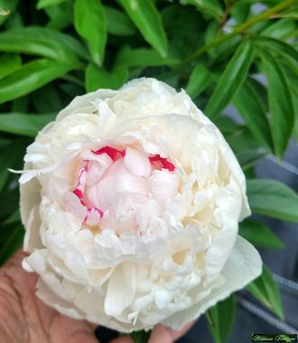 Paeonia Madame De Verneville