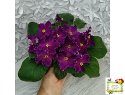 NiK-Аристократ (Н. Булко)