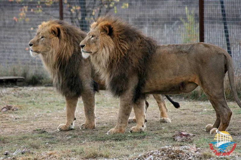 Сафари-парк "Тайган"