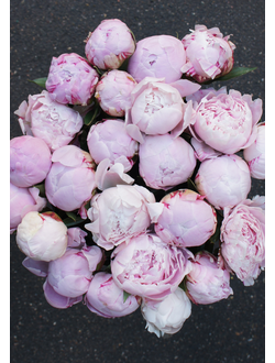 Sarah bernhardt peony, пионы розовые, букеты из пионов