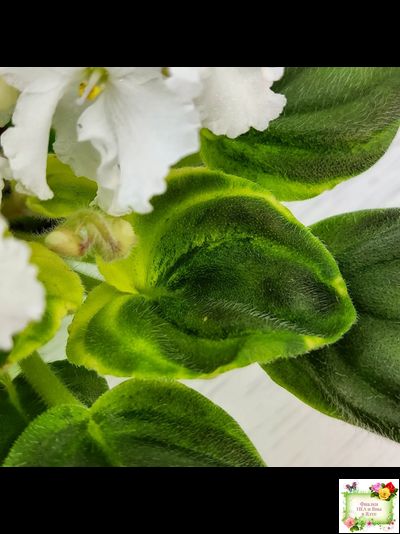 OS-Джунгарик (С.Осипова) (клакамас с кроновой пестролистностью)