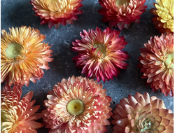 Гелихризум оранжевый (2-3 см)