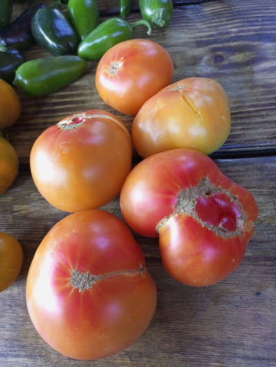 Томат Гном Удивительный (Dwarf Awesome, США, Австралия)