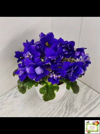 Star Wars (Baker) (пестролистный гёрл)