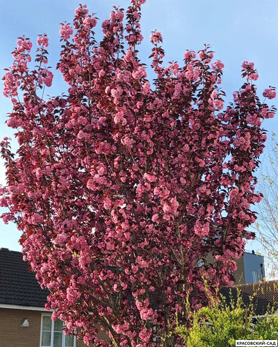 Вишня Роял Бургунди - Royal Burgundy