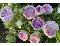 Голубой Лунный камень  (Blue Moon Stone)Весна