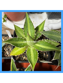 Agave lophantha 'Splendida'