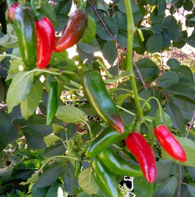 Перец острый Халапеньо ранний (Jalapeno Early)