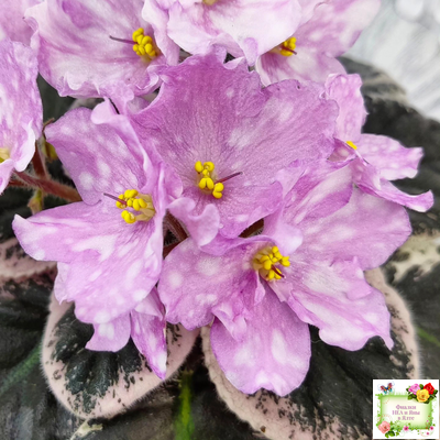 Rivermist Beguiling (J. Baker) (стартер)