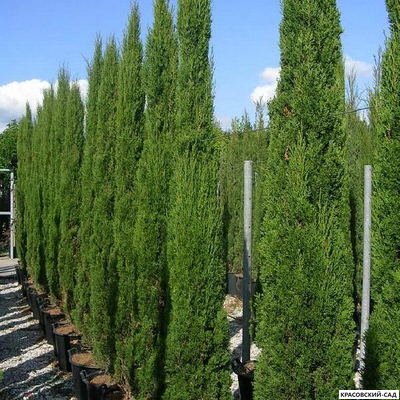 Кипарис Тотем - Totem